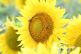 Sonnenblumen