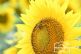 Sonnenblumen