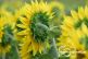 Sonnenblumen