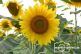 Sonnenblumen