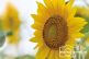 Sonnenblumen