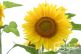 Sonnenblumen