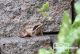 Grasfrosch