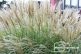 Gartenimpressionen