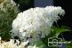Gartenimpressionen