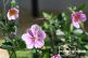 Gartenimpressionen