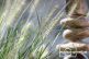 Gartenimpressionen