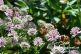 Gartenimpressionen
