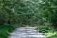 Waldweg