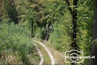 Weg_Hochstand