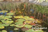 Teich_Spiegelung