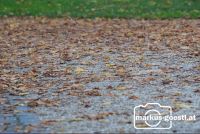 Herbstlaub3