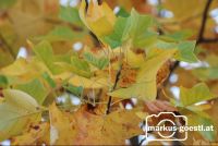 Herbstlaub2