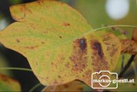 Herbstlaub1