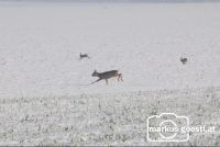 Wildtiere3