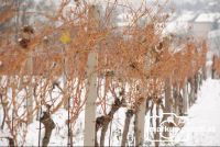 Weingarten_Schnee2