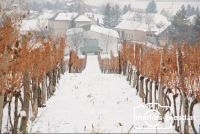 Weingarten_Schnee1