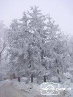 Nebel_gefroren