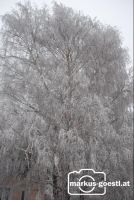 angefrorener_Nebel4