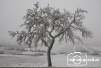 Baum_angefroren