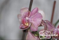 Orchideenblüte