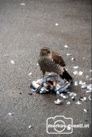 Harbicht_Falke?2