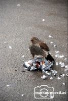 Harbicht_Falke?1