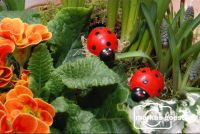 Blumen3