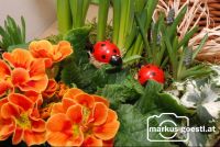 Blumen2