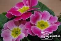 Blumen1