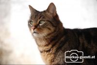 Kater_Burzel