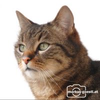 Kater_Burzel