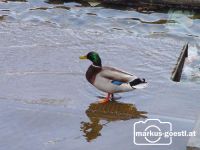 Wildente