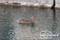 Wildente