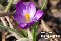 Krokus