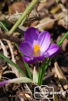 Krokus