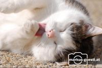 Katzenwäsche