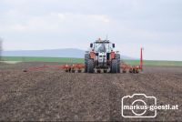 Rüben_Mulchsaat5