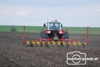 Rüben_Mulchsaat1