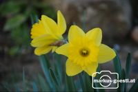 Gartenblumen_Frühling3