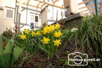 Gartenblumen_Frühling1
