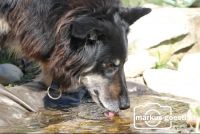 Hund_sauft_Wasser2