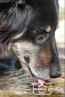 Hund_sauft_Wasser1