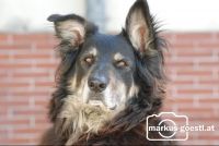 Hund_Niko1