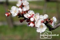 Marillenblüte14