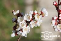 Marillenblüte13