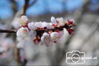 Marillenblüte12
