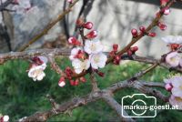 Marillenblüte11