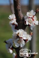 Marillenblüte2
