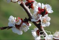 Marillenblüte1